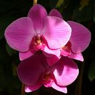 Orquidea