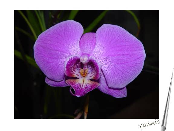 Orquidea