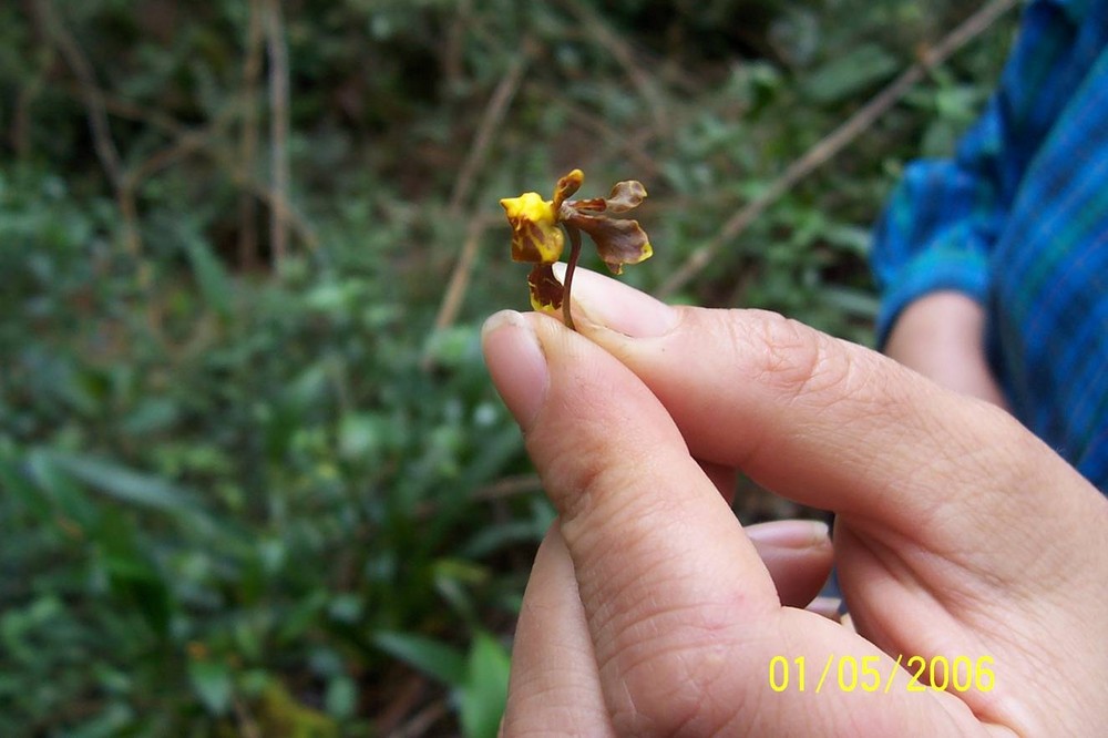 ORQUIDEA