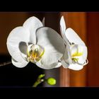 Orquidea