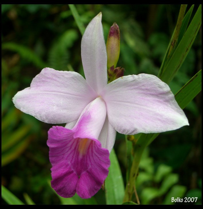 Orquidea