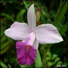 Orquidea