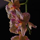 Orquidea