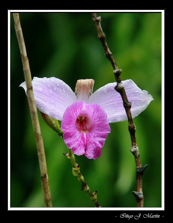 Orquídea