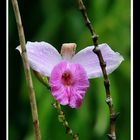 Orquídea