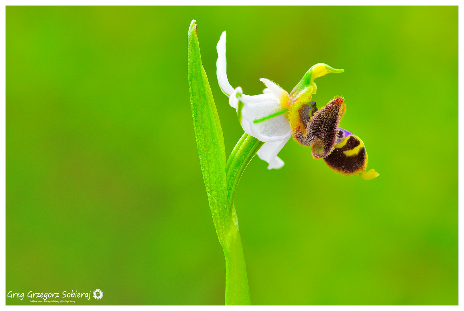 Orquídea abeja