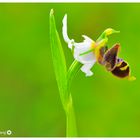 Orquídea abeja