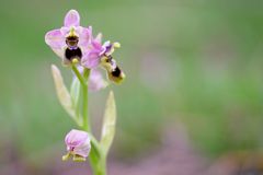 Orquidea Abellera