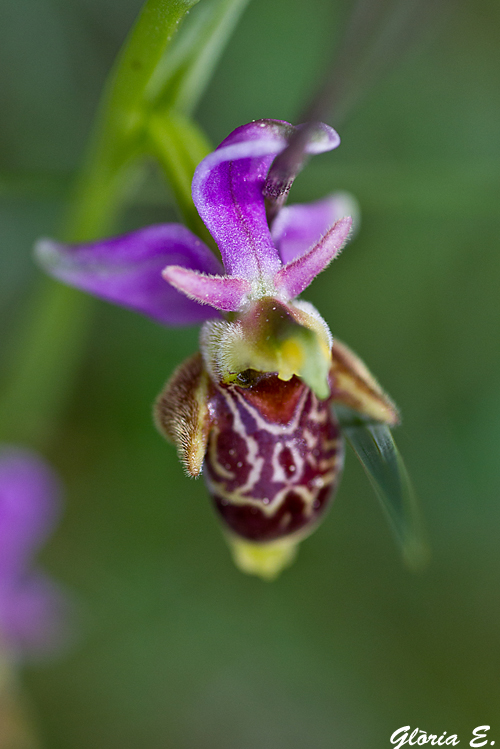 ORQUIDEA -ABELLERA BECADA-