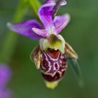 ORQUIDEA -ABELLERA BECADA-