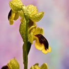 ORQUIDEA -ABELLERA GROGA-