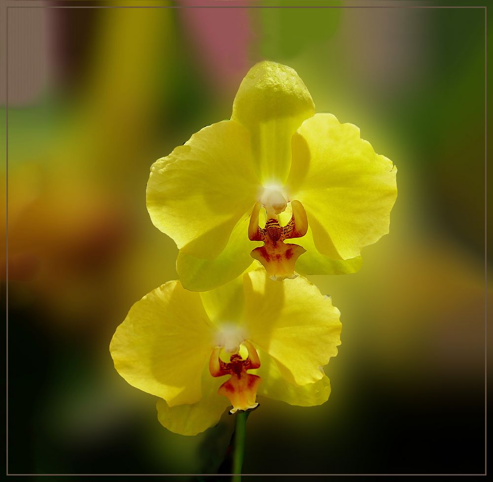Orquidea  amarilla