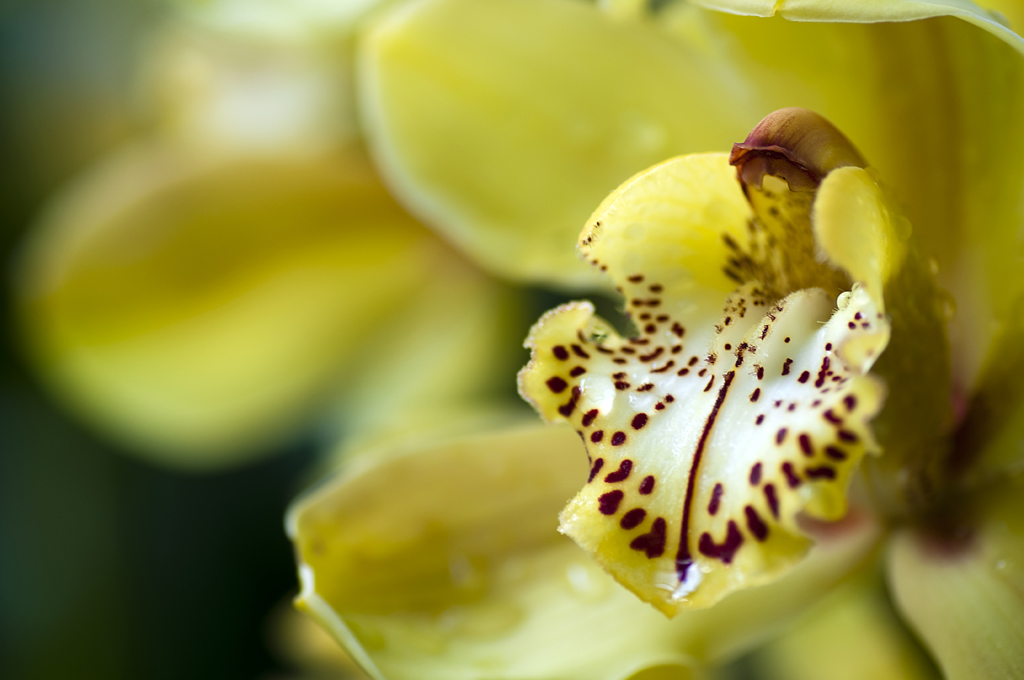 Orquídea amarilla