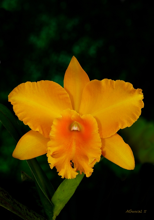 Orquidea Amarilla PI