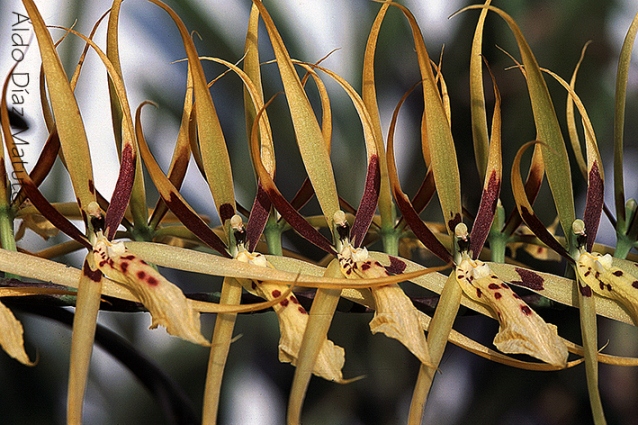 Orquídea Araña (1)