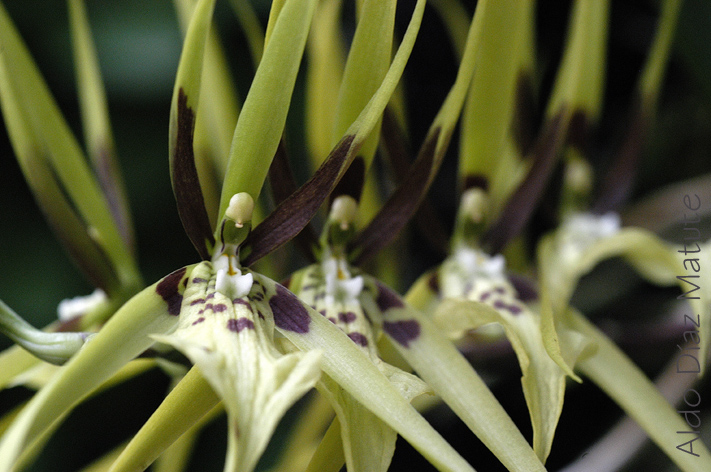 Orquídea Araña