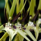 Orquídea Araña