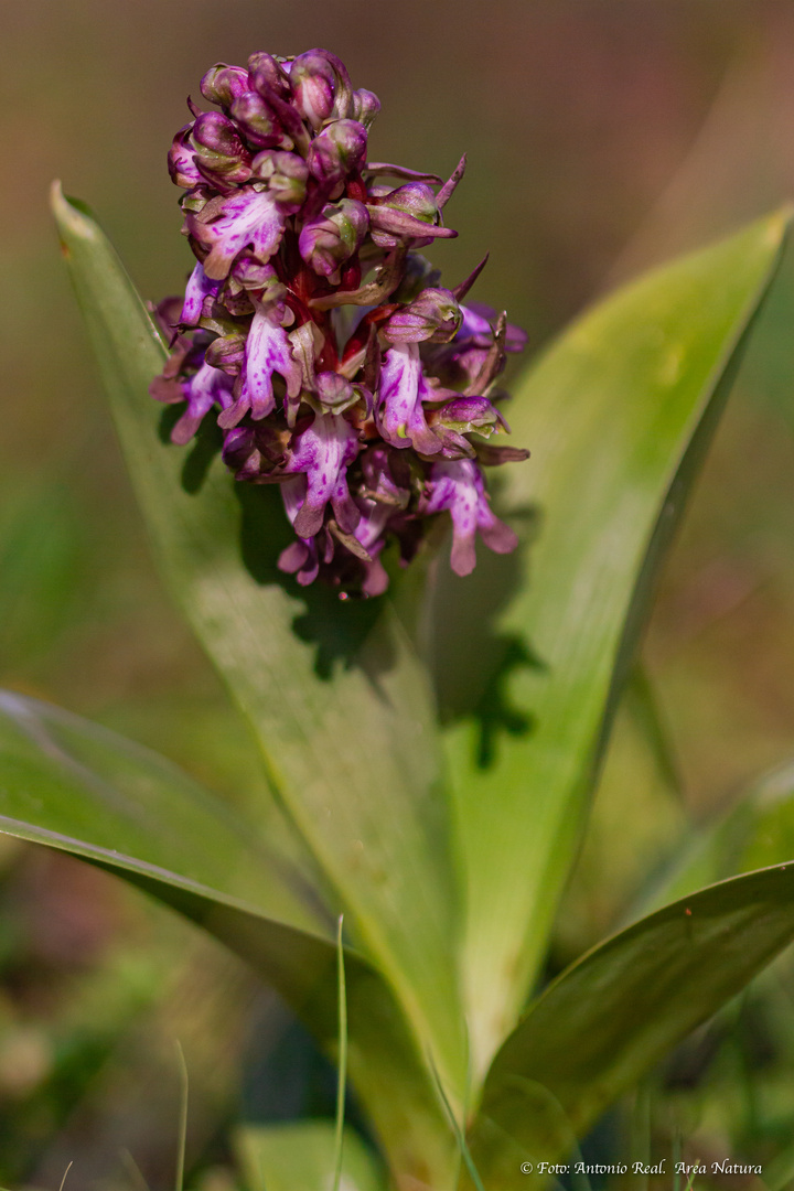 ORQUIDEA Barlia robertiana.