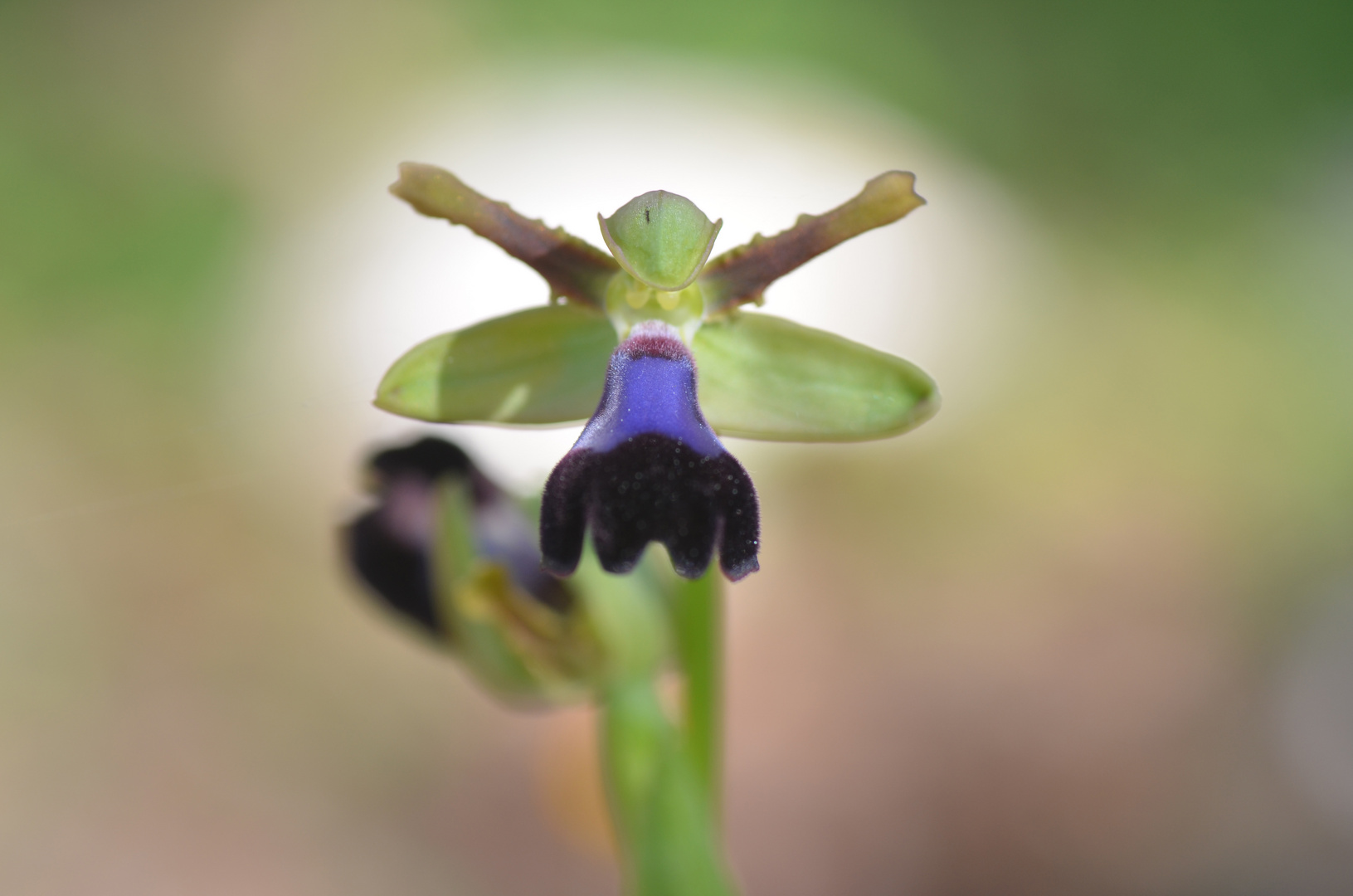 Orquidea