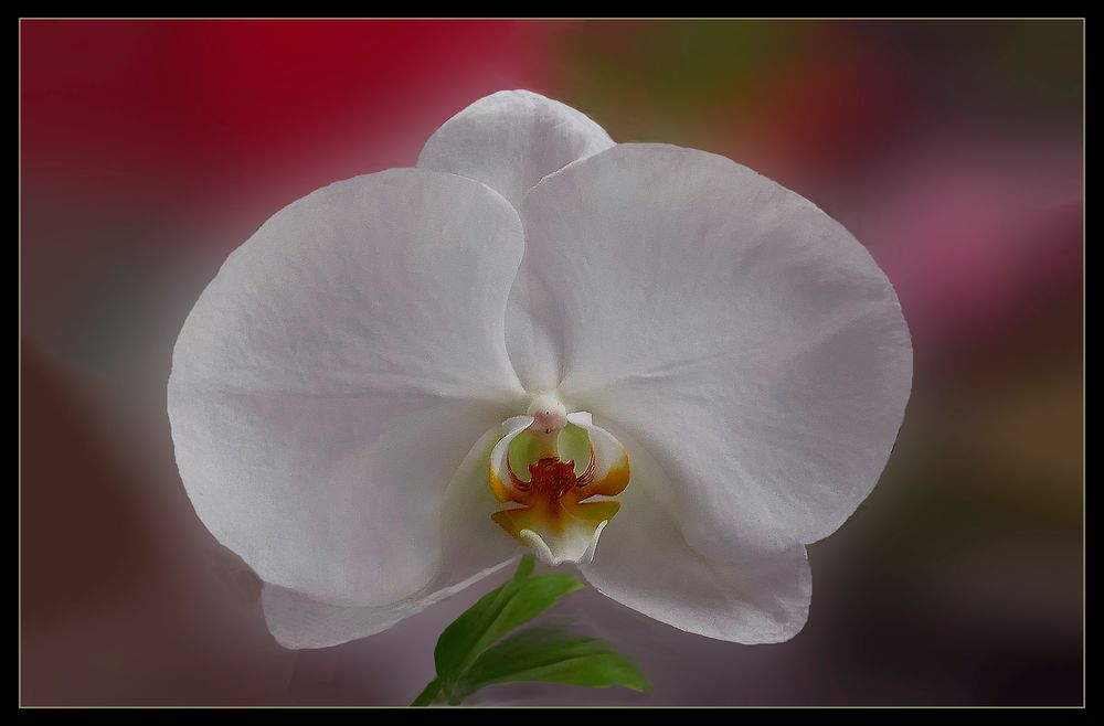 Orquidea blanca 