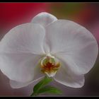 Orquidea blanca 