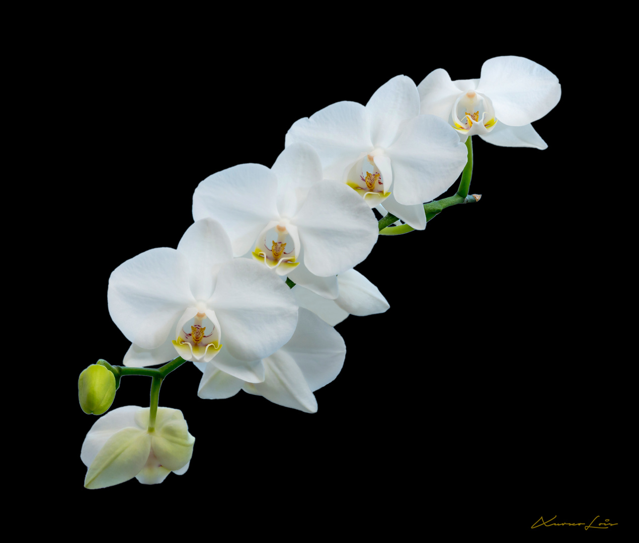 Orquídea blanca