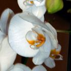 ORQUIDEA BLANCA