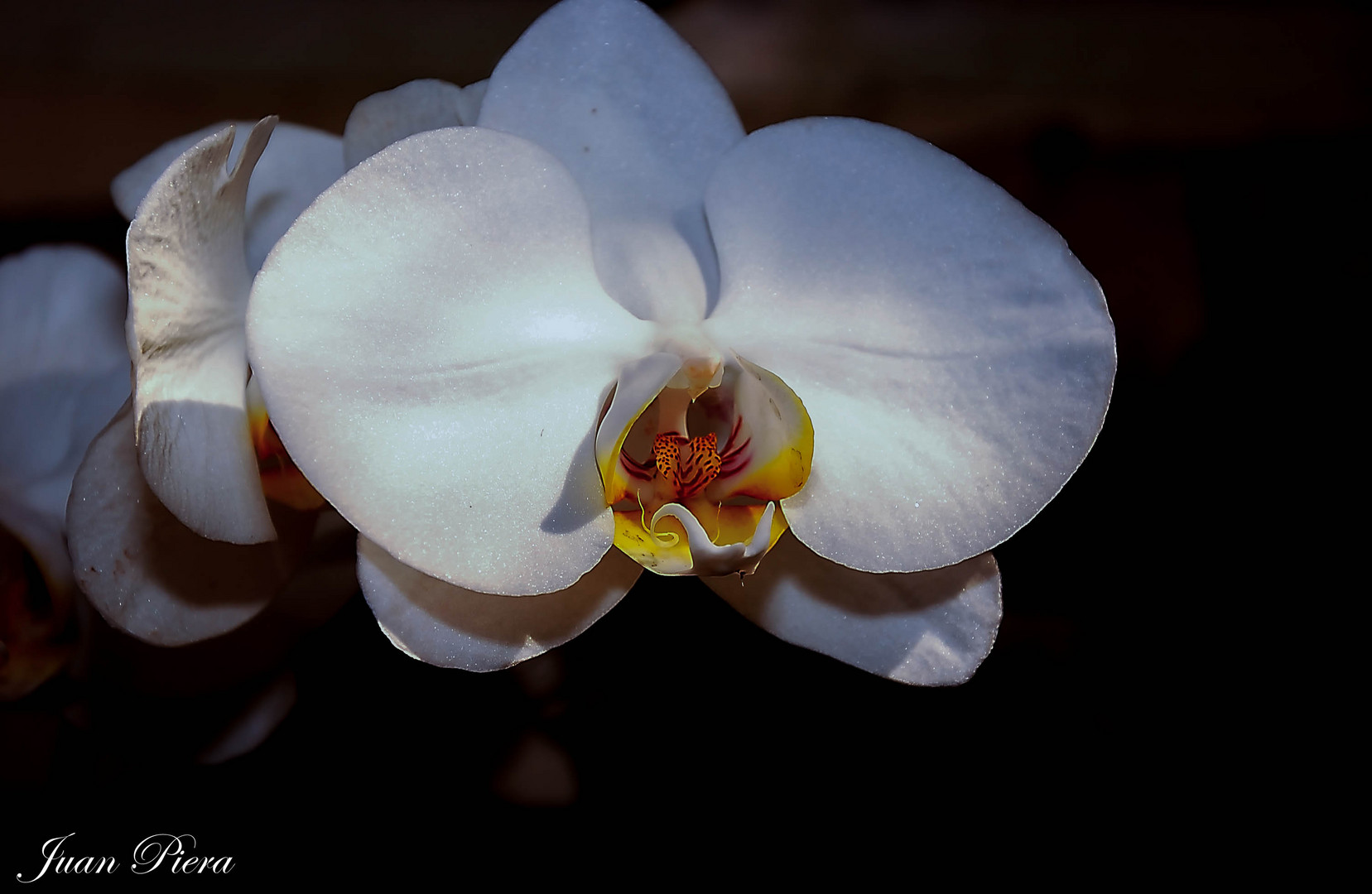 orquidea blanca