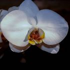 orquidea blanca