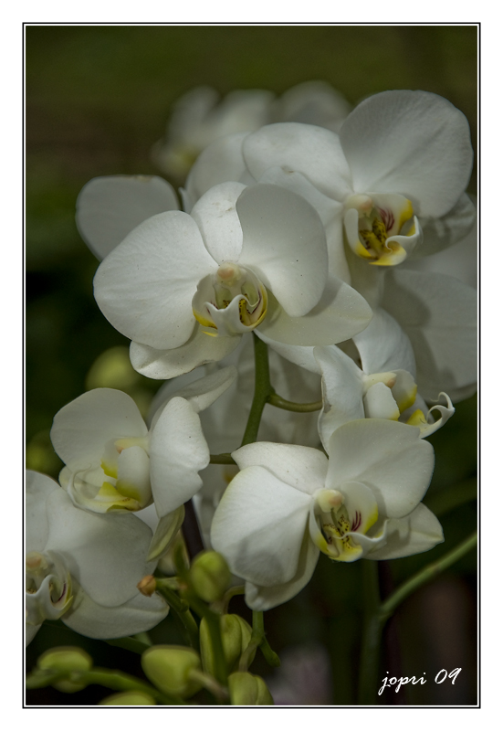 orquidea blanca