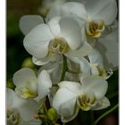 orquidea blanca