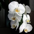 Orquídea blanca