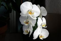 Orquídea blanca