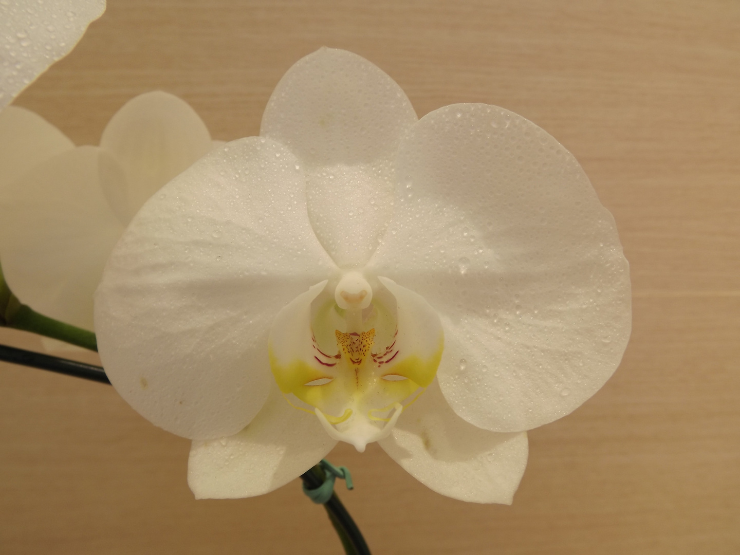 ORQUIDEA BRANCA