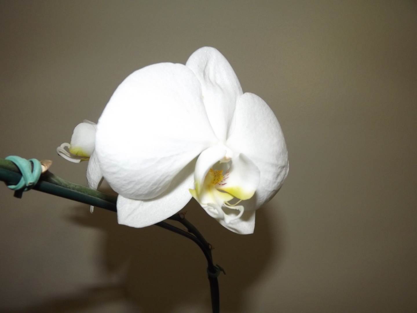 ORQUIDEA BRANCA NOVA