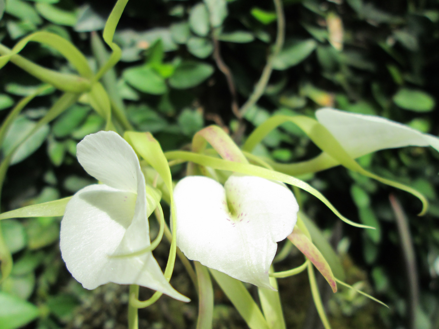 Orquídea Brassavola Nodosa