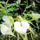 Orquídea Brassavola Nodosa