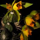 orquidea