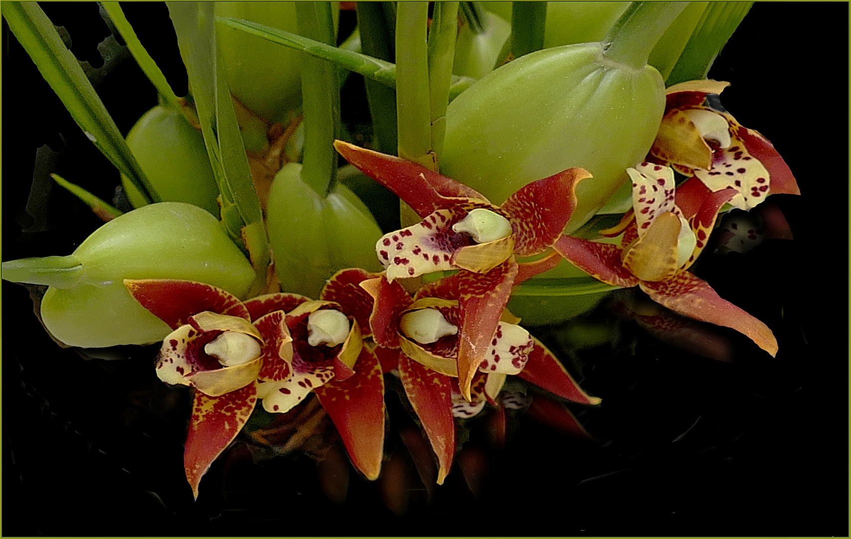   Orquidea 