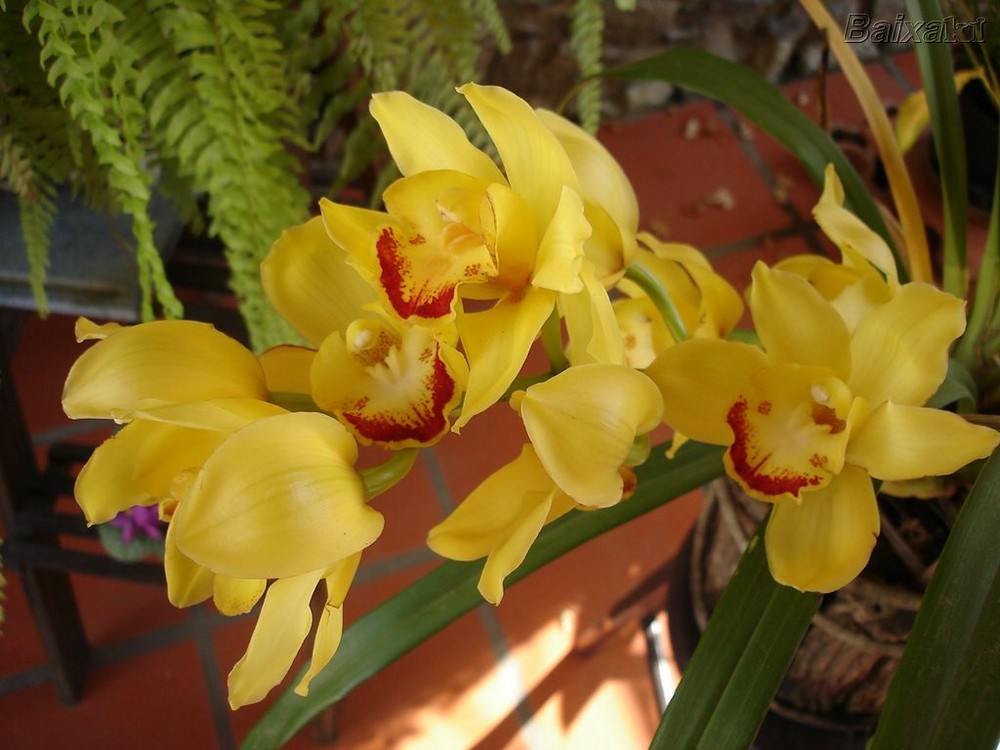 Orquidea