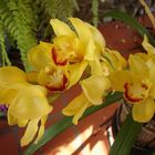 Orquidea