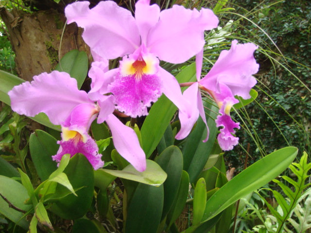 Orquídea catleya