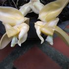 Orquídea