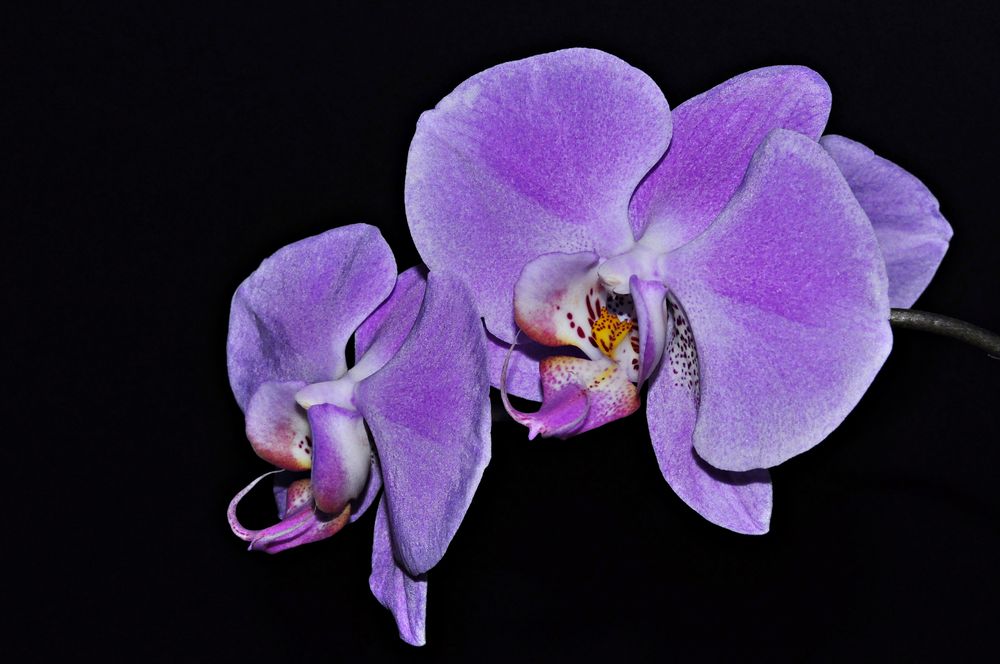 Orquidea by Jesus Angel 