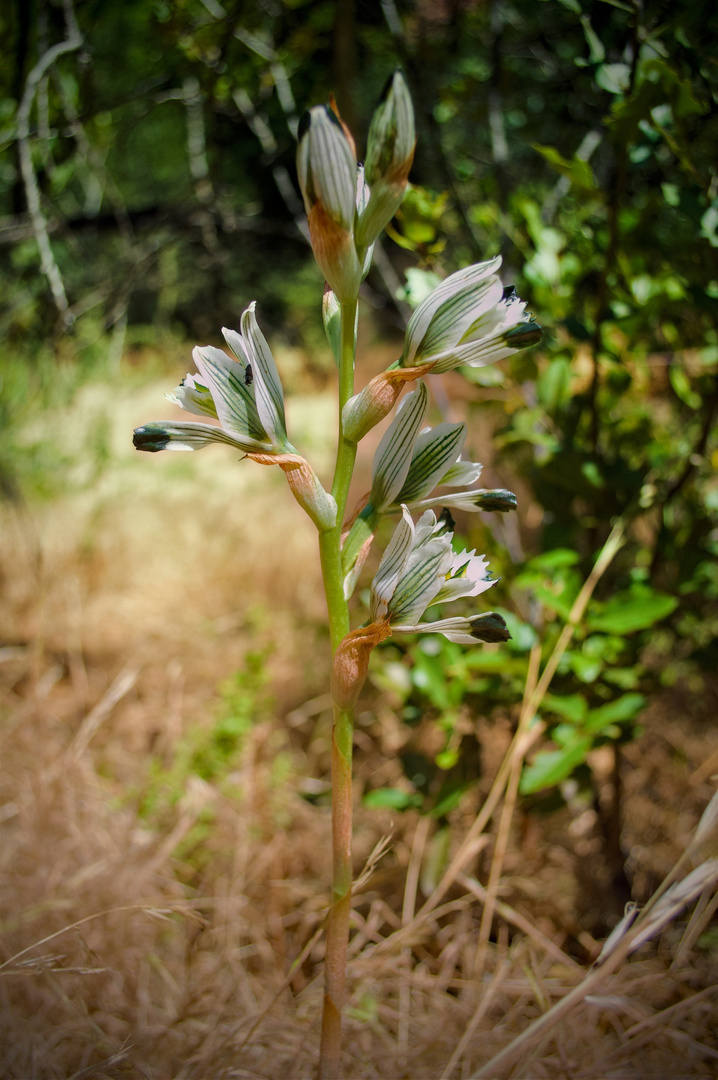 Orquídea, close to home 