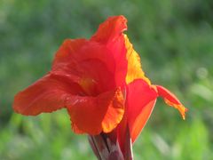 ORQUIDEA COLOMBIANA