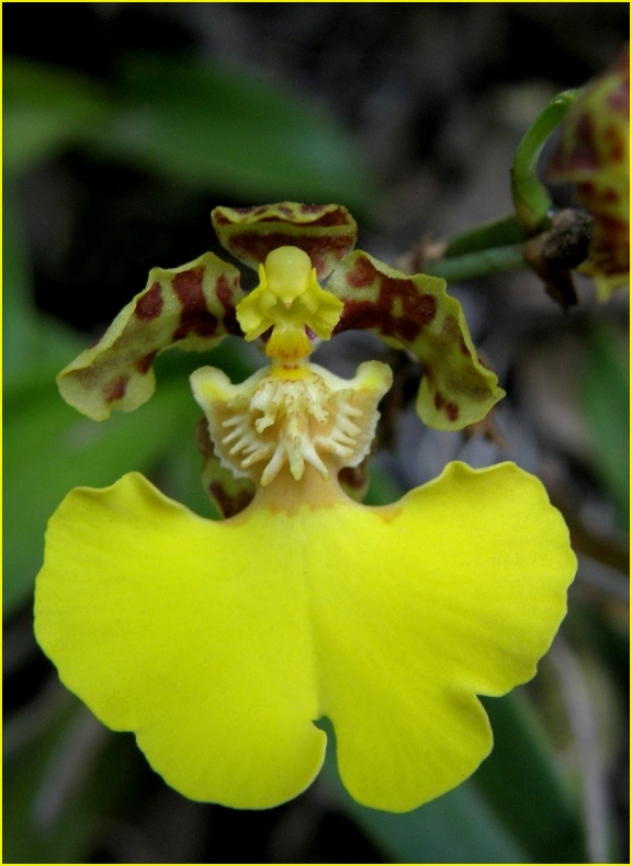 Orquídea Criolla o "Patito"