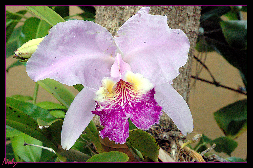 Orquídea cubana