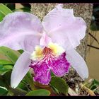 Orquídea cubana