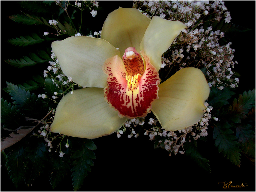 ORQUIDEA " Cymbidium "